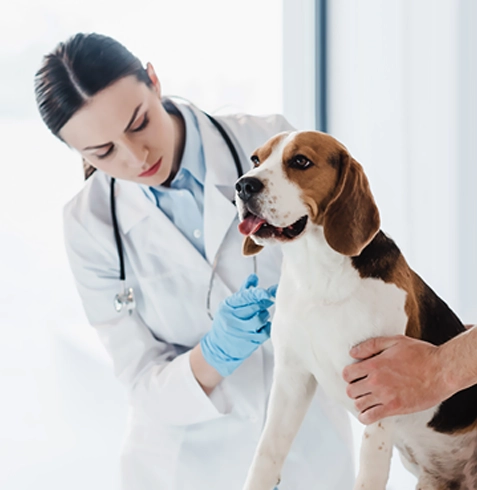 Güzelbahçe Veteriner